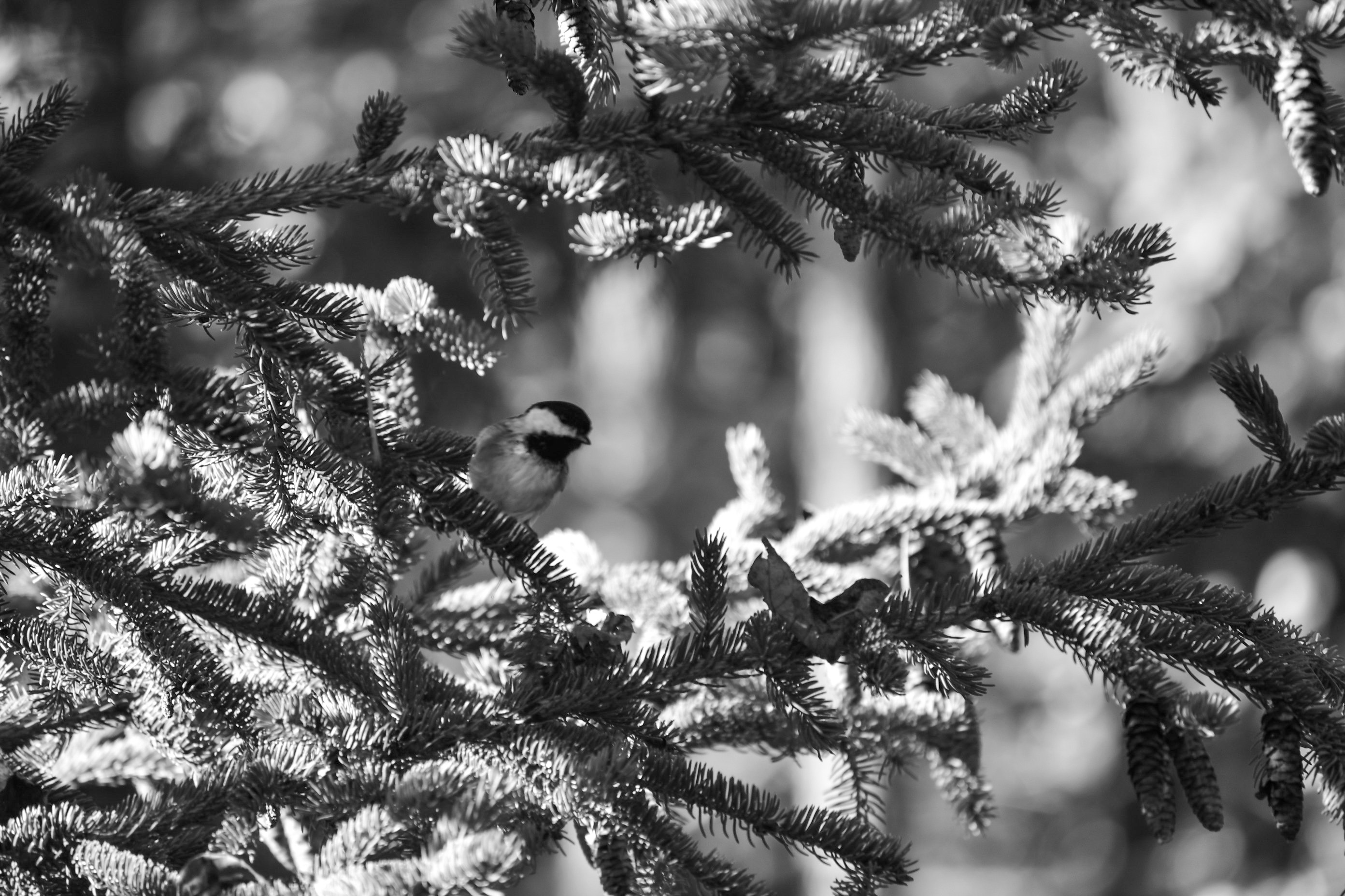 Troublemaker (chaotic space)