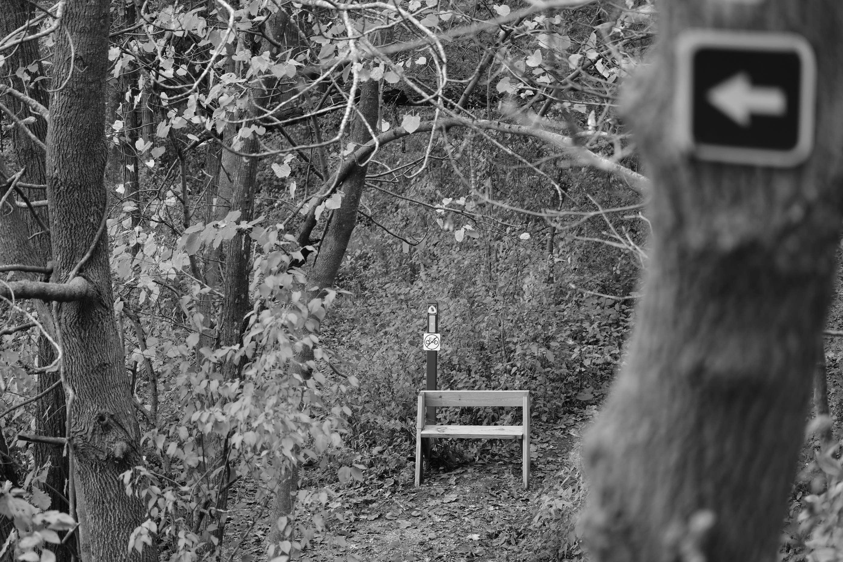 Forest Bench (chaotic space)