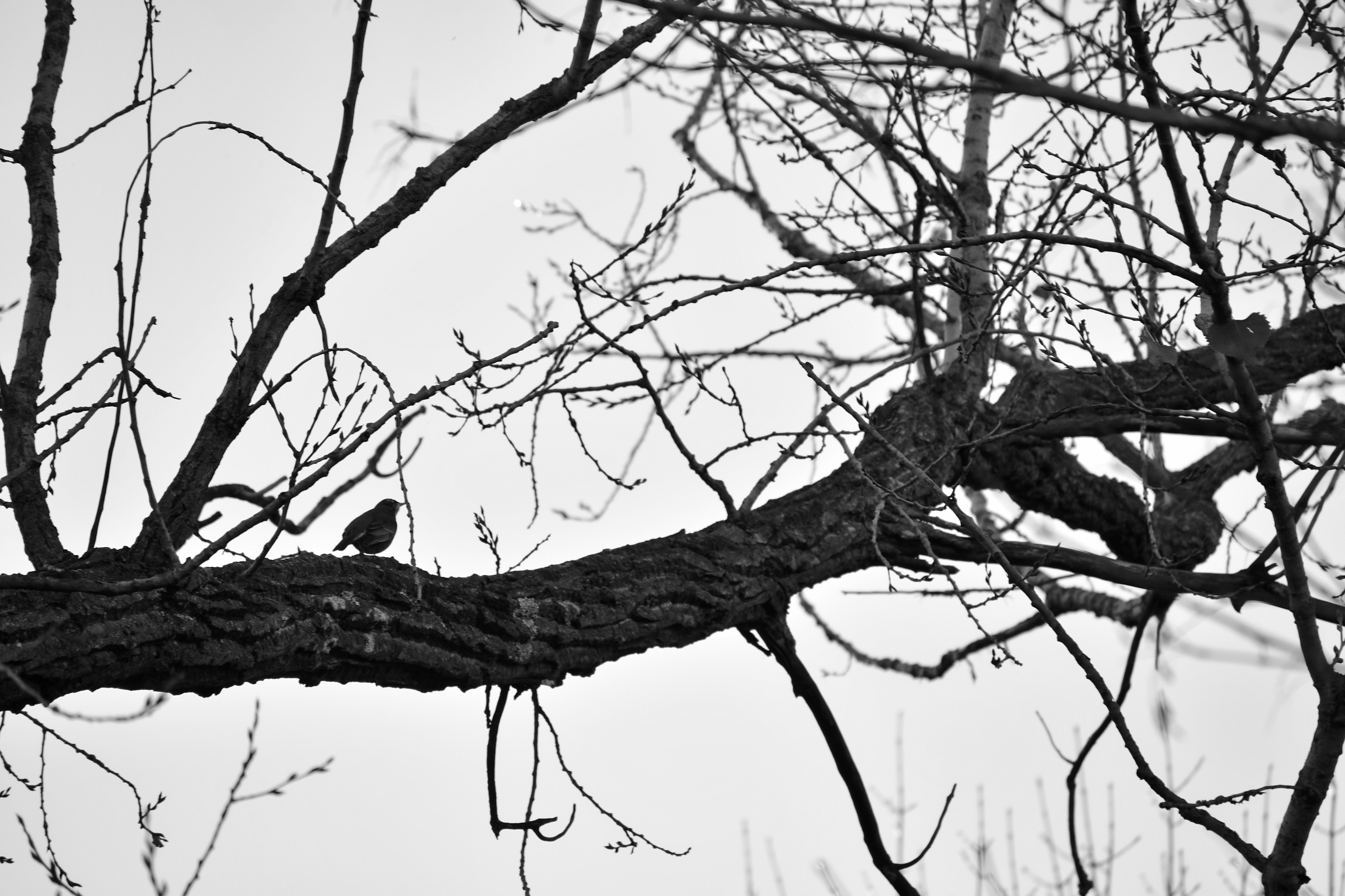 Robin (chaotic space)