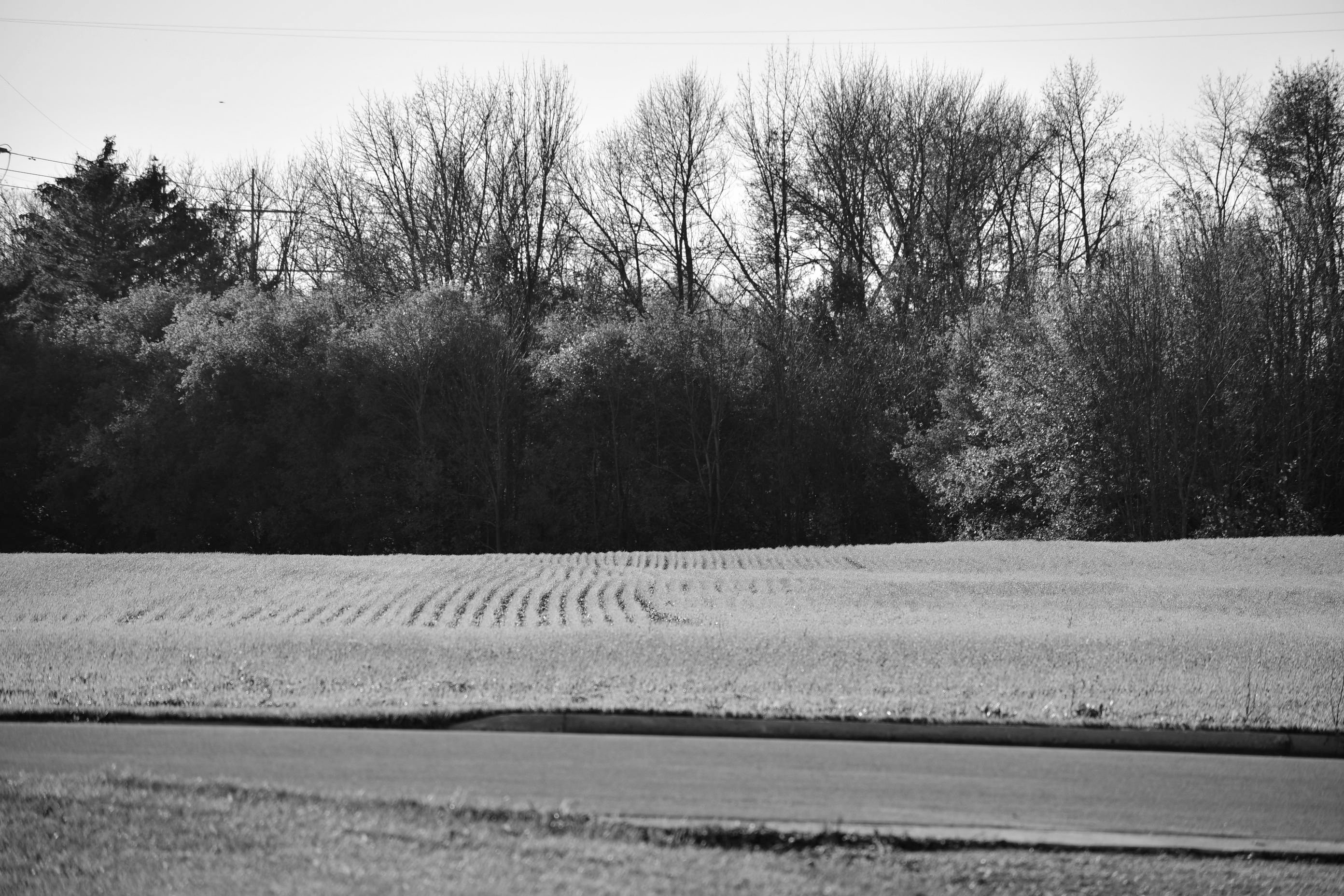 Cornfield #1 (open space)
