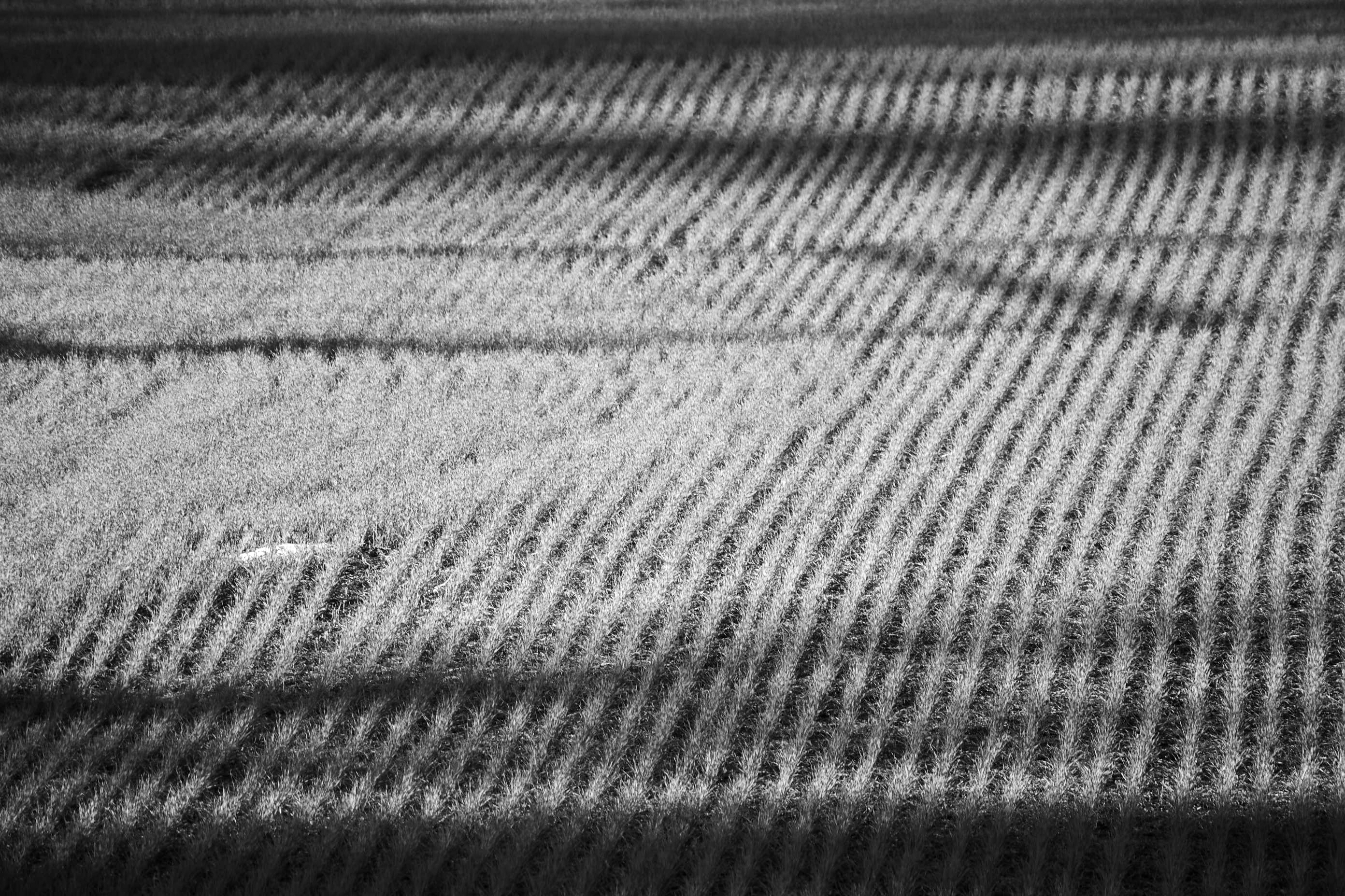 Cornfield #2 (open space)