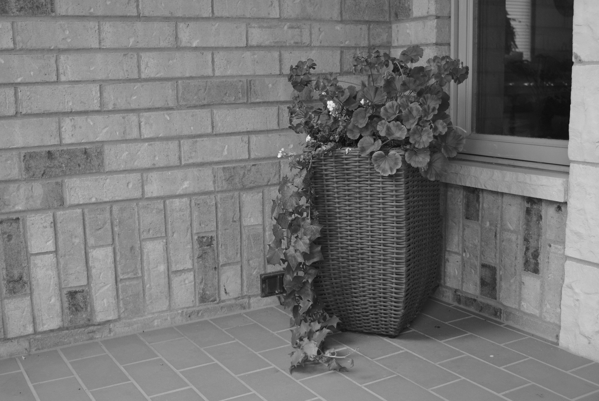 Potted Plant - Front Door