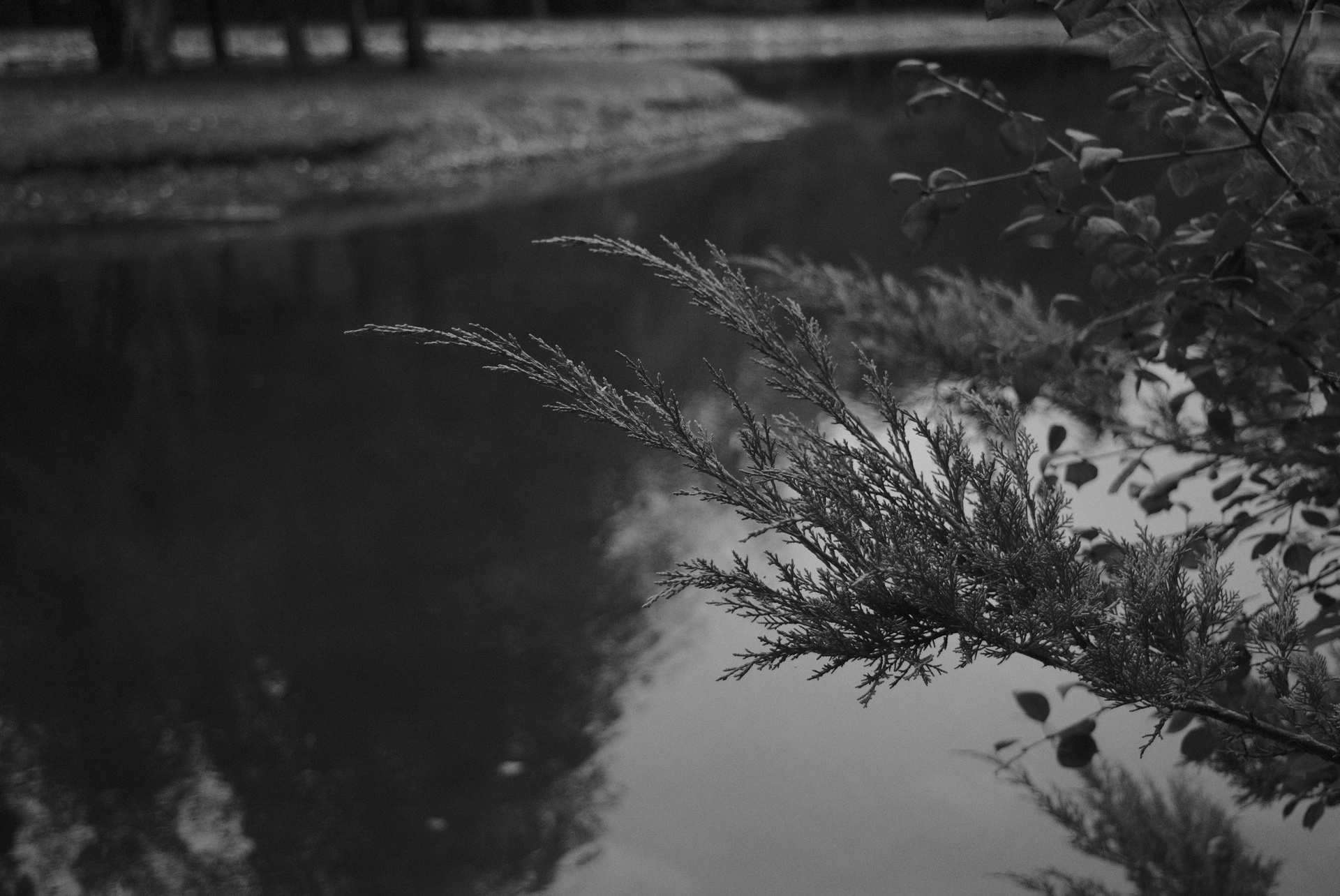 Pond - Cedar Branch